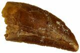 Serrated, Raptor Tooth - Real Dinosaur Tooth #295980-1